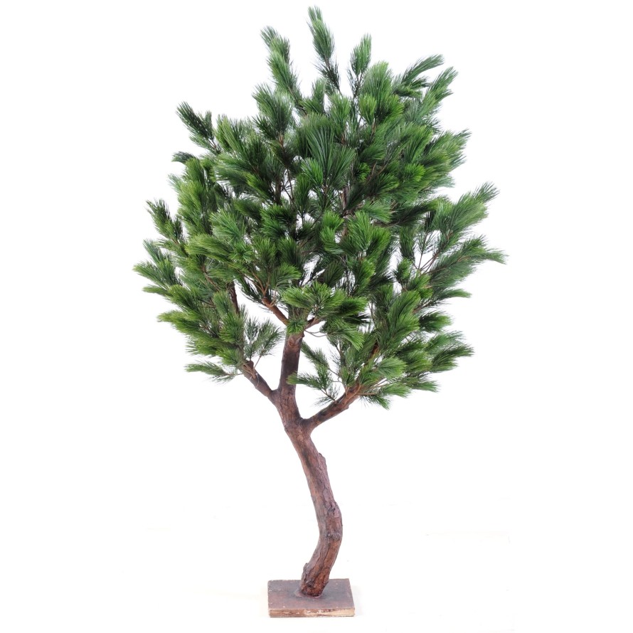 PINO Austriaco LARGE