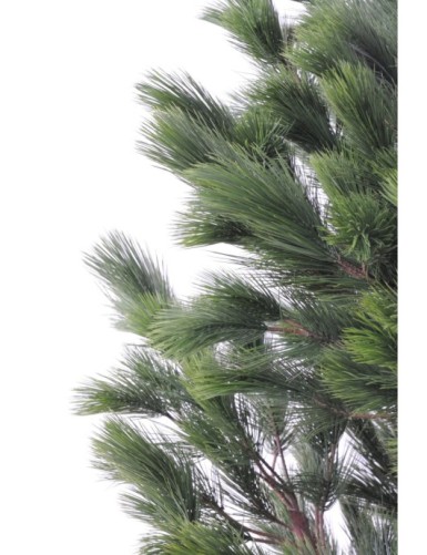 PINO Austriaco LARGE