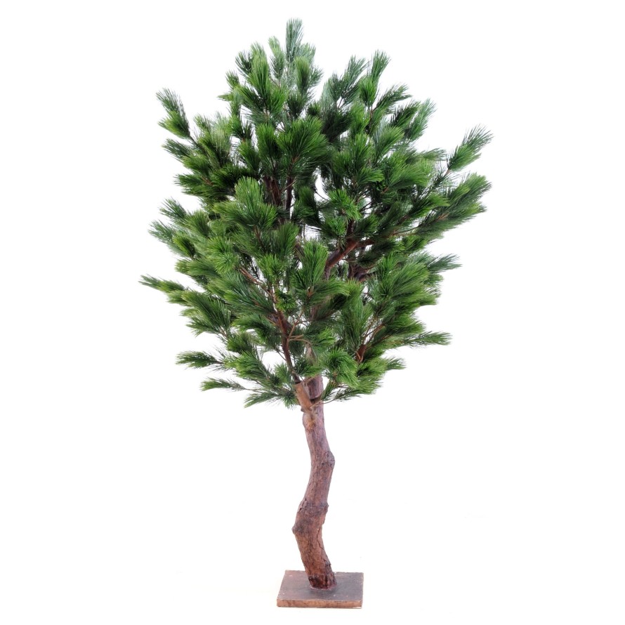 PINO Austriaco LARGE