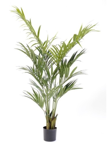 KENTIA PALMERA