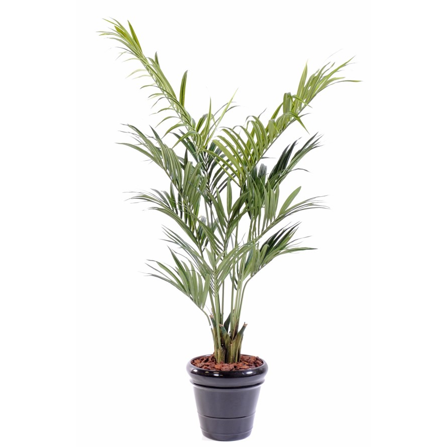 KENTIA PALMERA
