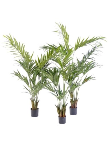 KENTIA PALME