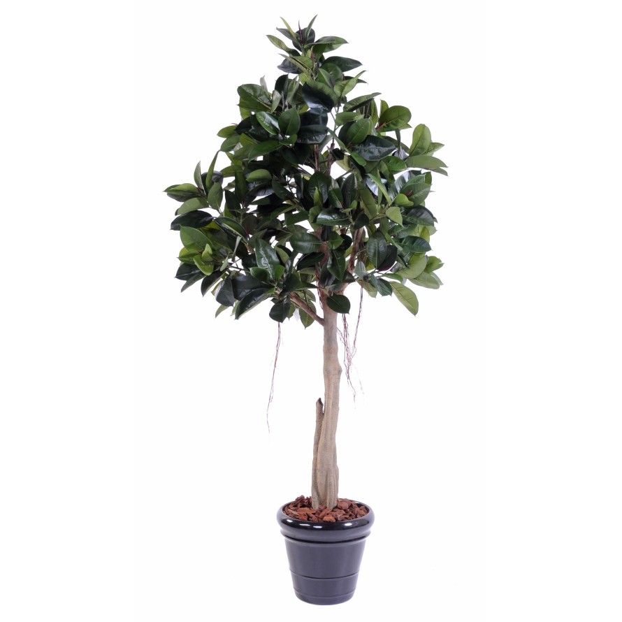 RUBBER PLANT TREE S 220 (ficus elastica)