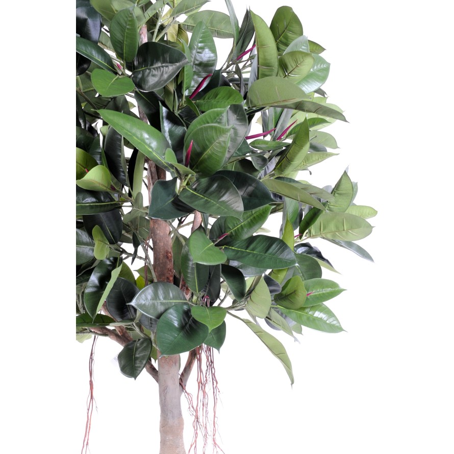 RUBBER PLANT TREE S 220 (ficus elastica)