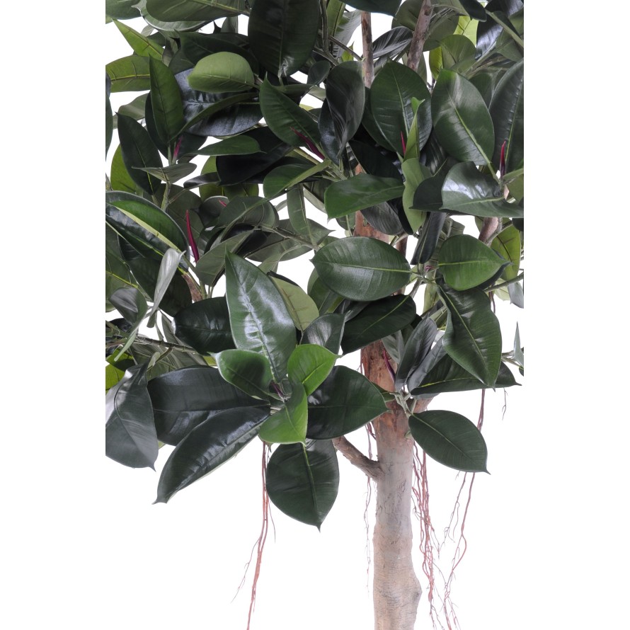 RUBBER PFLANZE TREE S 220 (Fikus elastica)