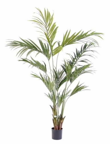 KENTIA PALMERA