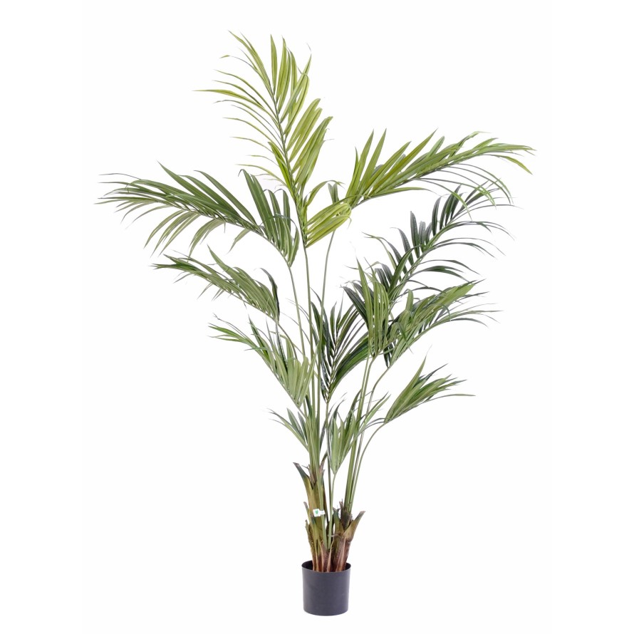 KENTIA PALMERA