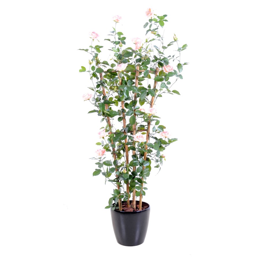 ROSE (Königin der) SICHTSCHUTZMATTE