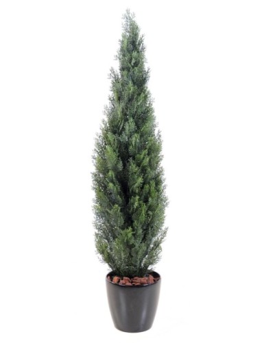 CYPRESS (juniperus vj) MINI NEW