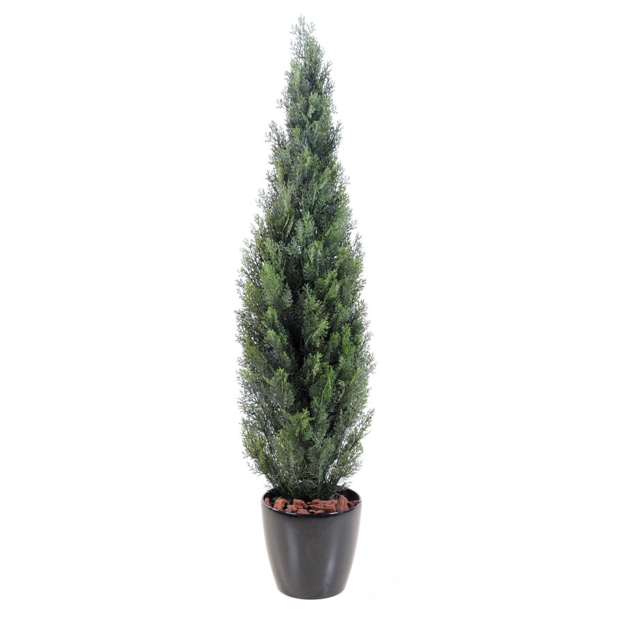 CYPRESS (juniperus vj) MINI NEW