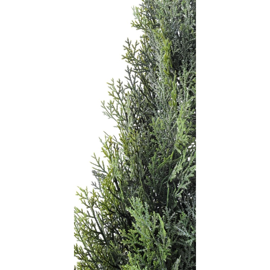CYPRESS (juniperus vj) MINI NEW