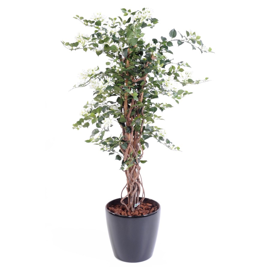 BOUGAINVILLEA (Drillingsblume) NEW LIANES