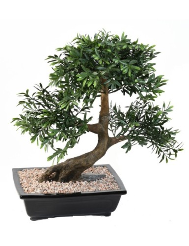 BONSÁI BLACK WILLOW EN MACETA