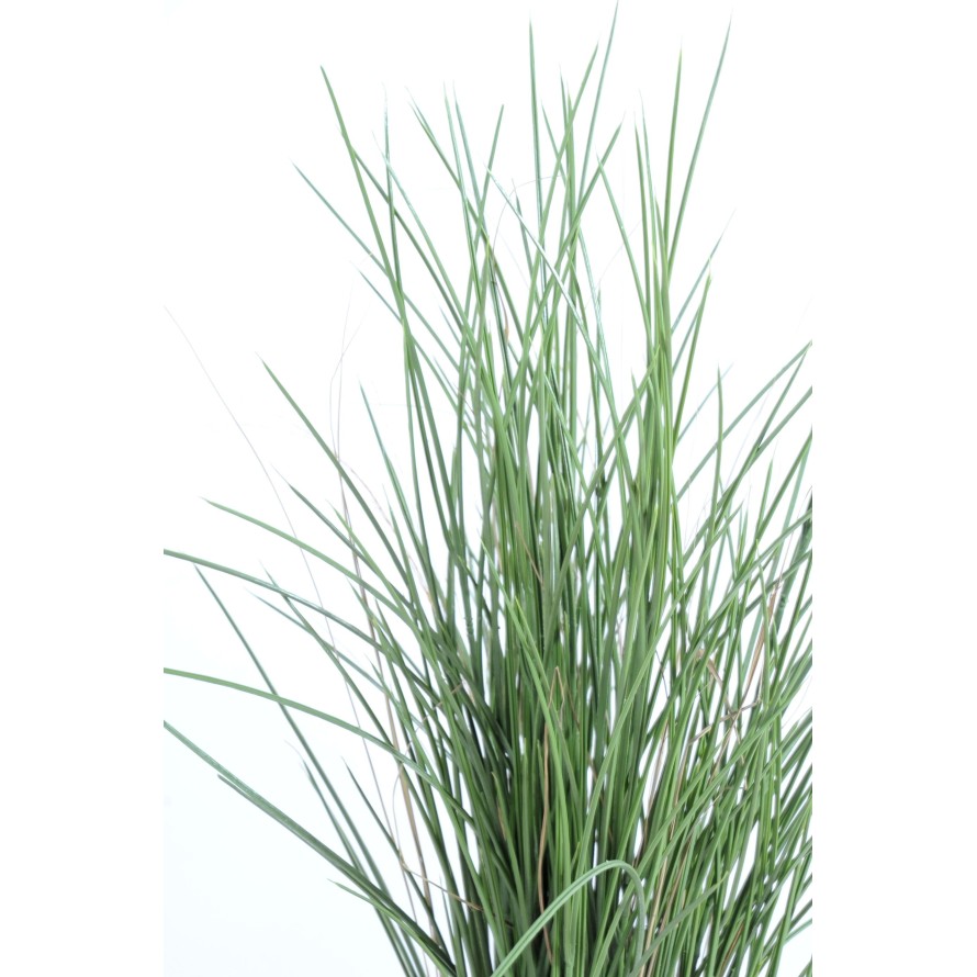HIERBA HONEY GRASS