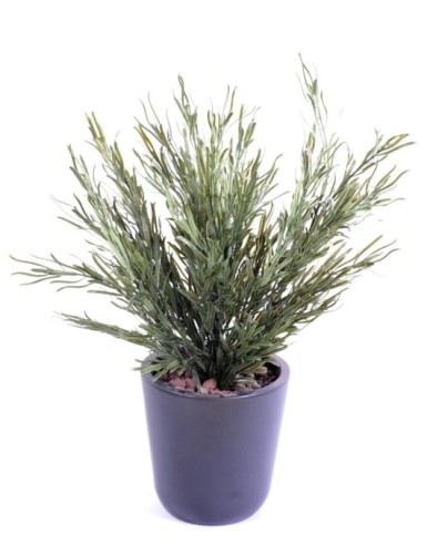 PODOCARPUS BUSCH UV