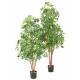 CHOISYA TREE PLAST 150 UV