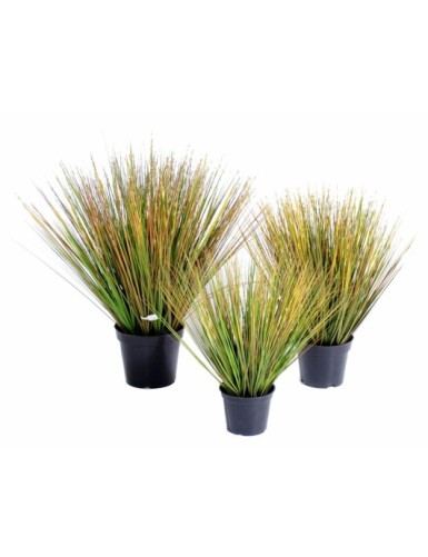 HIERBA DE CEBOLLA REDONDA GF