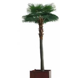 Artificial PALM TREE CAMERUS ROYAL 5M