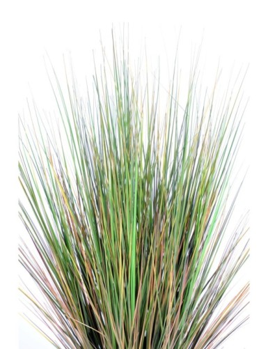 HIERBA DE CEBOLLA GF