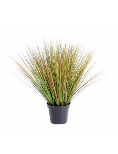 HIERBA DE CEBOLLA REDONDA GF