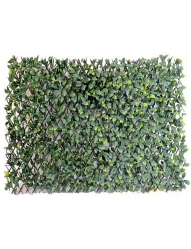 HAINBUCHE BAUM GF...