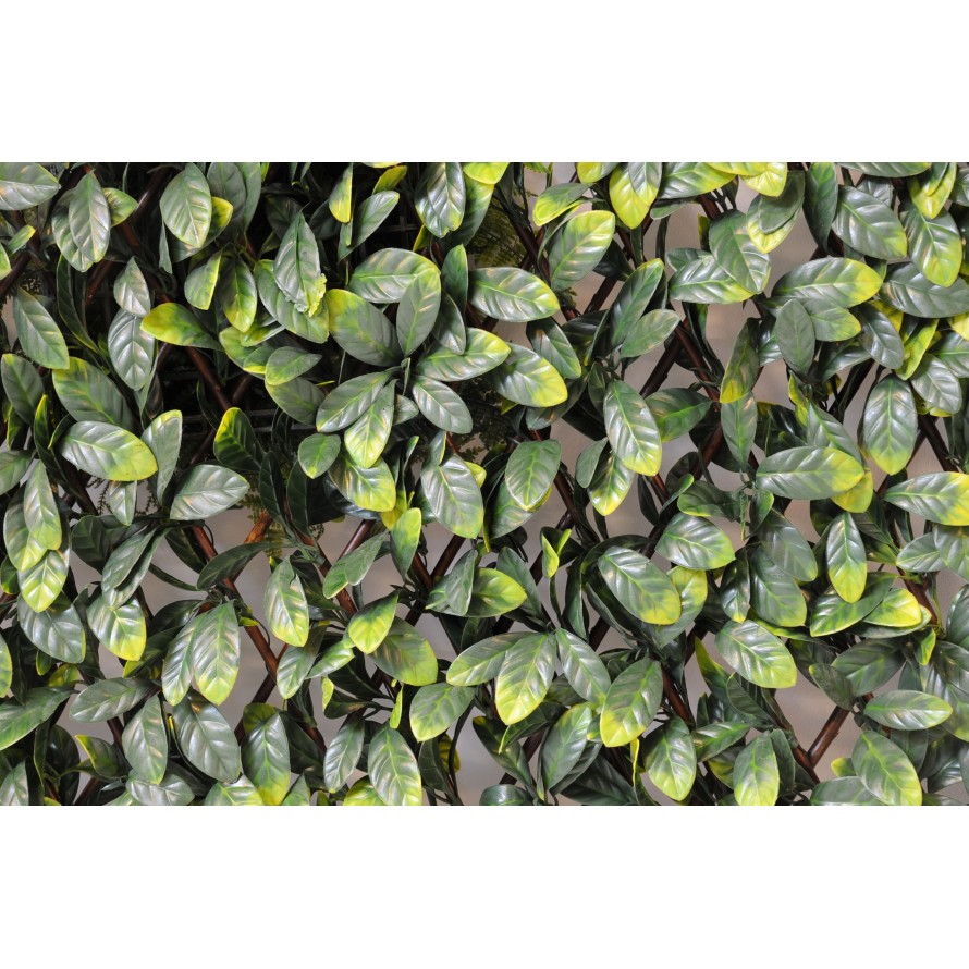 HAINBUCHE BAUM GF SICHTSCHUTZMATTE