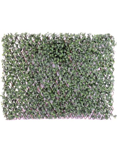 HAINBUCHE BAUM PF...