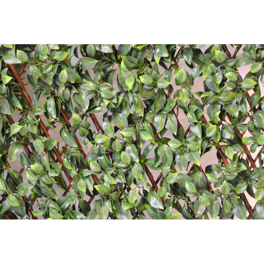 HAINBUCHE BAUM PF SICHTSCHUTZMATTE