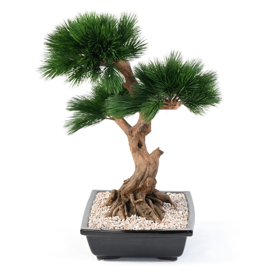 BONSAI KIEFER IN SCHALE