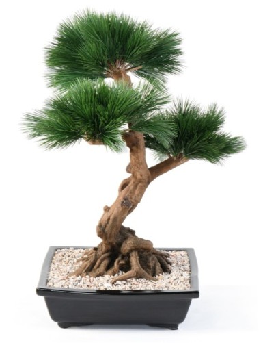 BONSAI KIEFER IN SCHALE