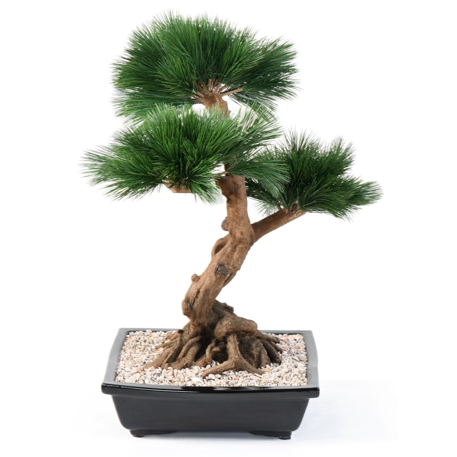 BONSAI KIEFER IN SCHALE