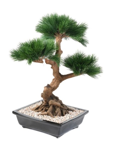 BONSAI KIEFER IN SCHALE