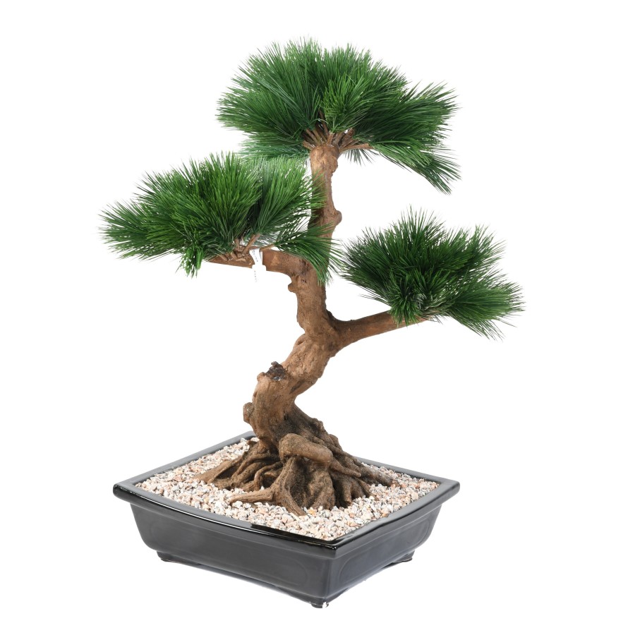 BONSAI KIEFER IN SCHALE