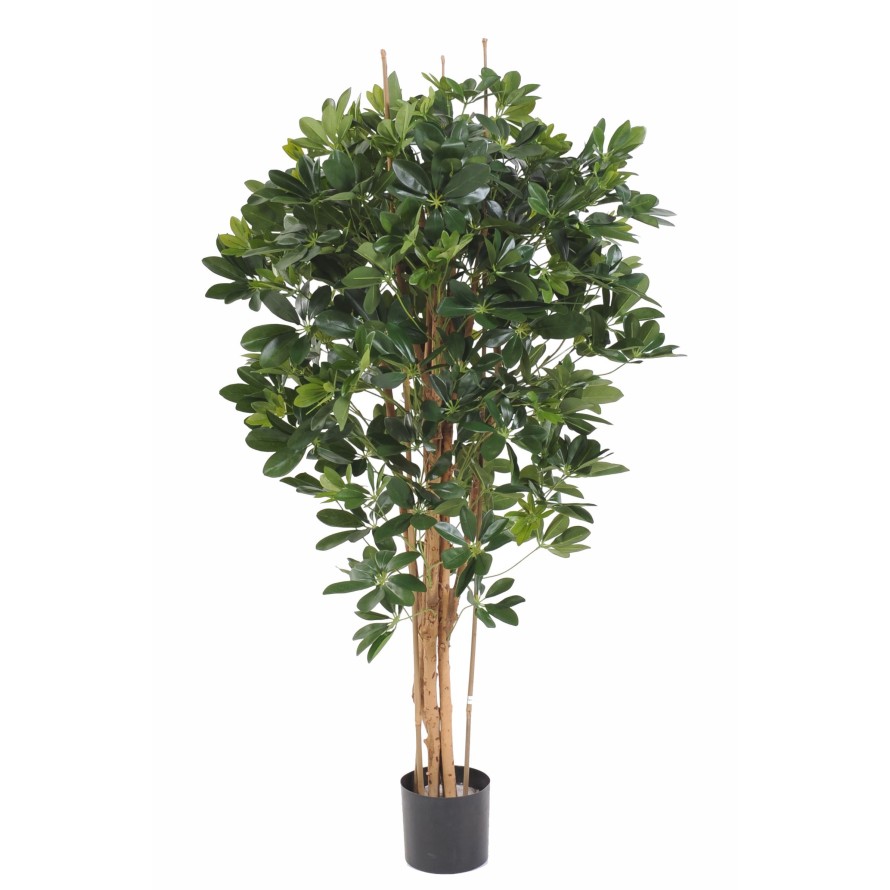SCHEFFLERA