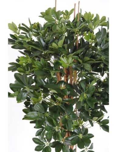 SCHEFFLERA