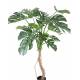 PHILODENDRON MONSTERA T