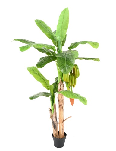 BANANENBAUM TREE MIT FRÜCHTEN