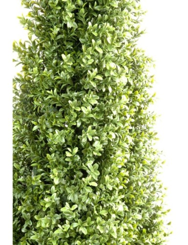 BUCHSBAUM PYRAMIDE *4 NEW