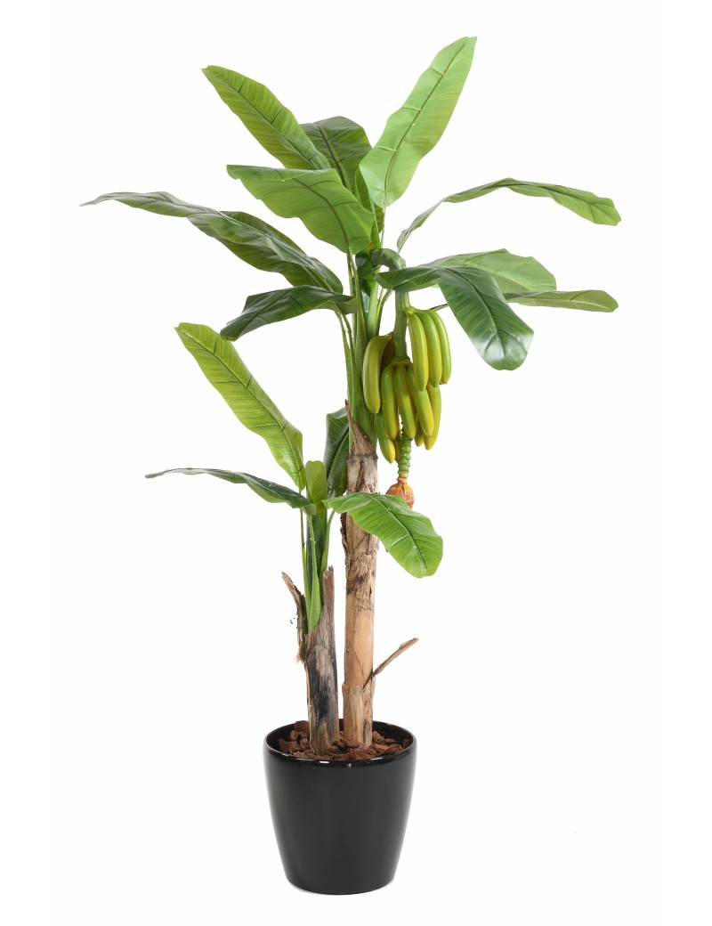 BANANA TREE WITH FRUIT