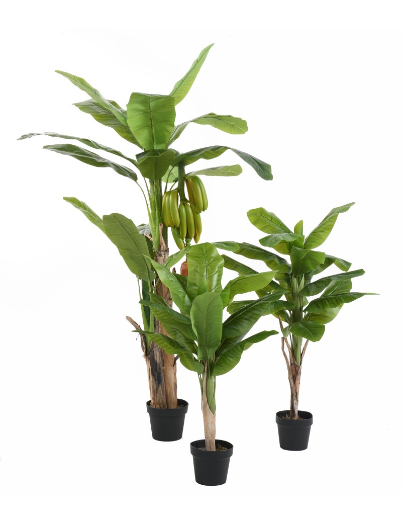 BANANA TREE WITH FRUIT