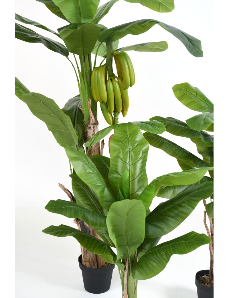 BANANENBAUM TREE MIT FRÜCHTEN