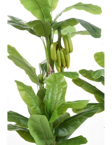BANANA TREE WITH FRUIT