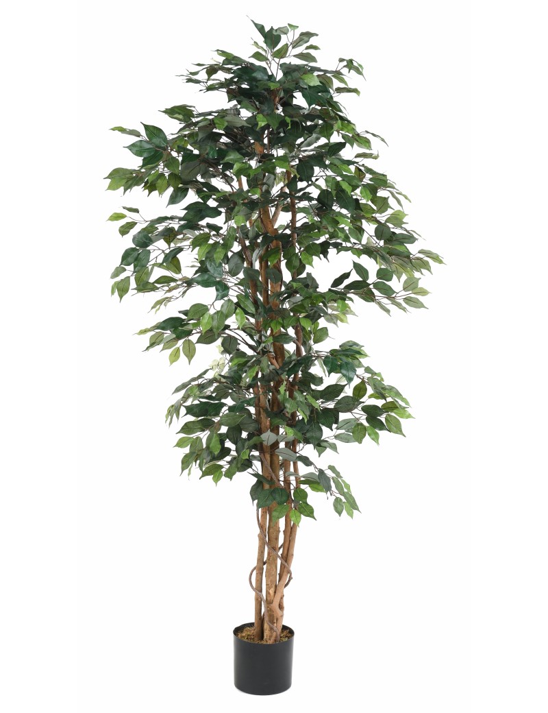 FICUS MULTITRONCOS ECO