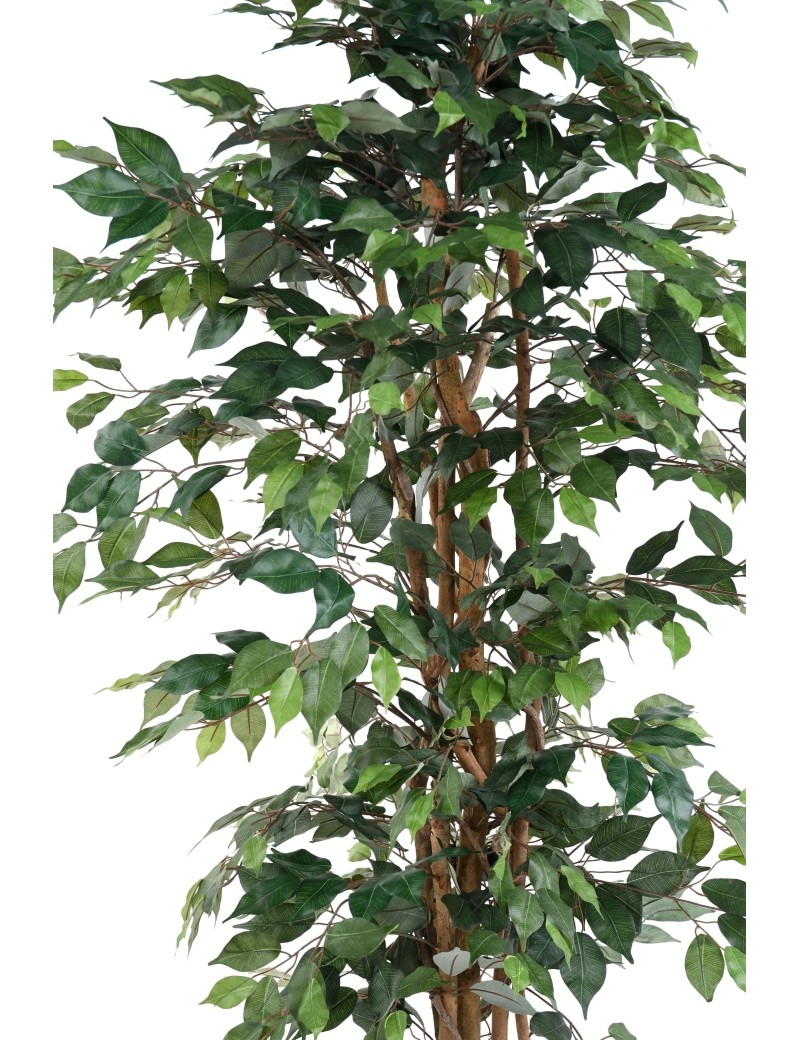 FICUS MULTITRONCOS ECO