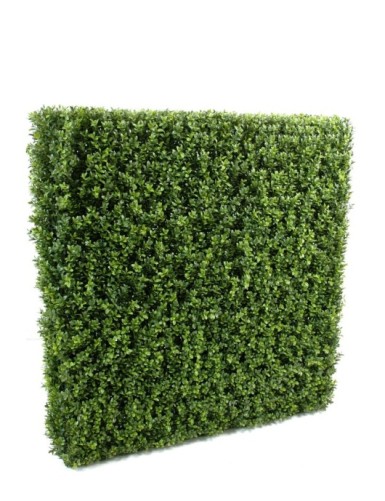 BUCHSBAUM HECKE NEW...