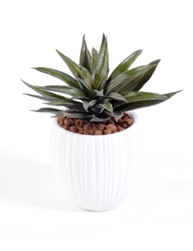 SUCULENTA EN CAPI BLANCO