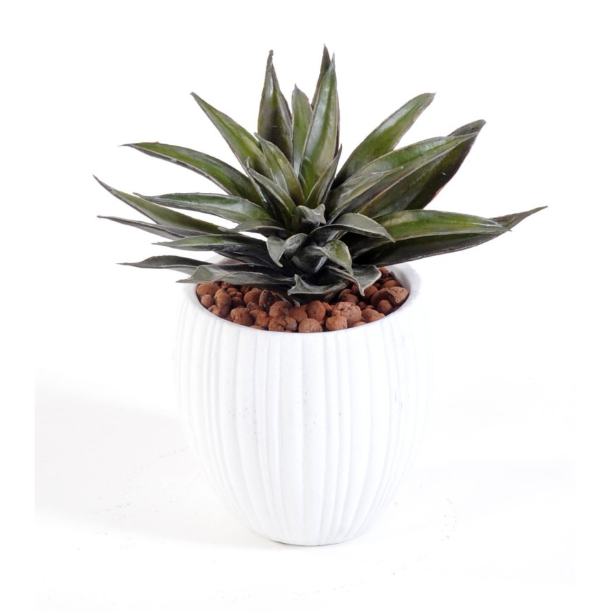 SUKKULENTE IN WEISSEM CAPI