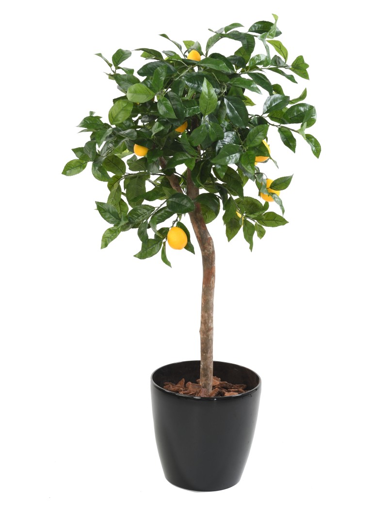 ZITRONENBAUM KRONE 110