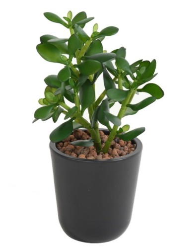 CRASSULA JADE PLANTA