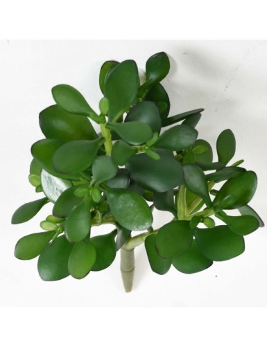 CRASSULA JADE PLANTA